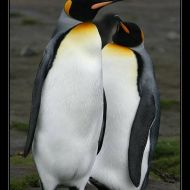 IMG 6060 IMG 6060