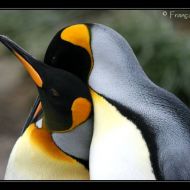 IMG 6069 IMG 6069
