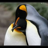 IMG 6070 IMG 6070