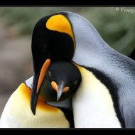 IMG 6071 IMG 6071