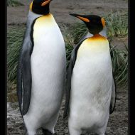 IMG 6078 IMG 6078