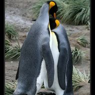 IMG 6080 IMG 6080