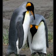IMG 6082 IMG 6082