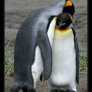 IMG 6087 IMG 6087