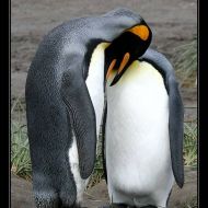 IMG 6088 IMG 6088