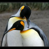 IMG 6090 IMG 6090