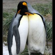 IMG 6100 IMG 6100