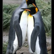 IMG 6106 IMG 6106