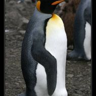 IMG 6121 IMG 6121