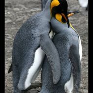 IMG 6135 IMG 6135