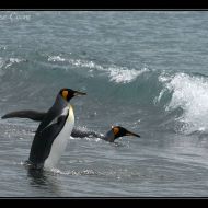 IMG 6217 IMG 6217