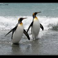 IMG 6238 IMG 6238