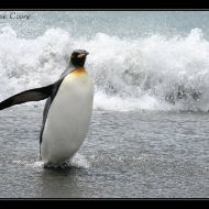 IMG 6245 IMG 6245