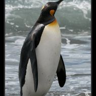 IMG 6252 IMG 6252
