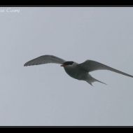 IMG 6266 IMG 6266