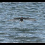 IMG 6316 IMG 6316