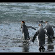 IMG 6330 IMG 6330