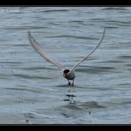 IMG 6336 IMG 6336