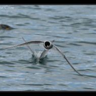IMG 6339 IMG 6339