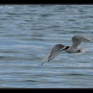 IMG 6342 IMG 6342