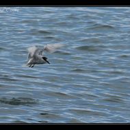 IMG 6349 IMG 6349