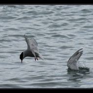 IMG 6368 IMG 6368