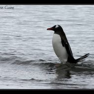IMG 9490 IMG 9490
