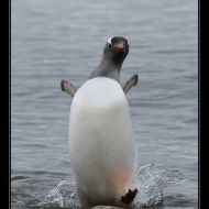 IMG 9518 IMG 9518