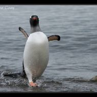 IMG 9519 IMG 9519