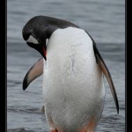 IMG 9520 IMG 9520