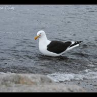 IMG 9565 IMG 9565