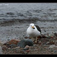 IMG 9577 IMG 9577