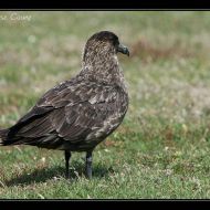 IMG 4031 IMG 4031