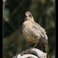 IMG 4114 IMG 4114