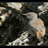 IMG 4117 IMG 4117
