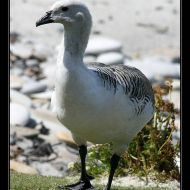 IMG 4146 IMG 4146