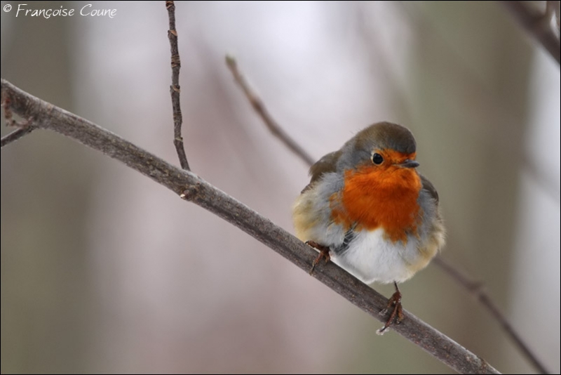 Rouge-gorge familier - Francoise Coune