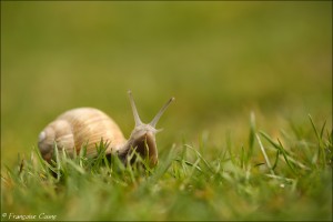 Escargots/Limaces - Snails/Slugs