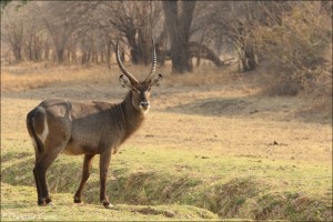 South Luangwa : Jour 2 - Day 2