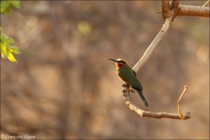 South Luangwa : Jour 5 - Day 5