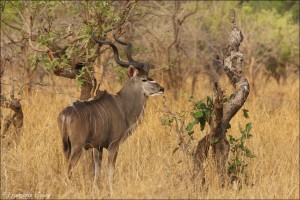 South Luangwa : Jour 7 - Day 7