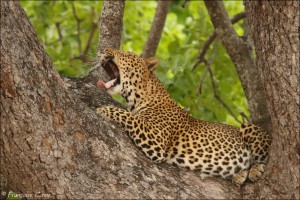 South Luangwa : Jour 8 - Day 8