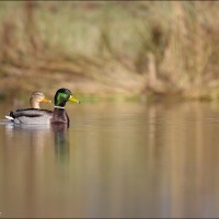 Mallard Duck